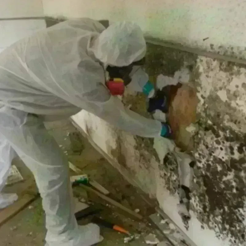 Mold Remediation and Removal in Dayton, WA